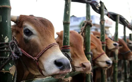 সরকারের নানা পদক্ষেপে পশুসম্পদে স্বয়ংসম্পূর্ণ বাংলাদেশ