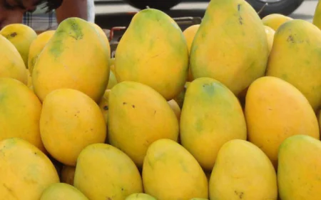 ২৮ মে চীনে আম রপ্তানি শুরু