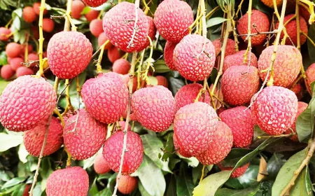 দিনাজপুর শহরের লিচুর বাজার জমে উঠেছে