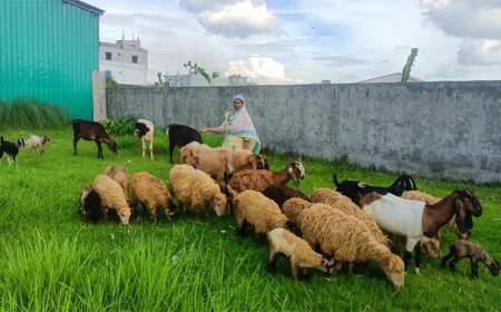 গৃহিণী থেকে সফল খামারি, মাসে আয় লাখ টাকা