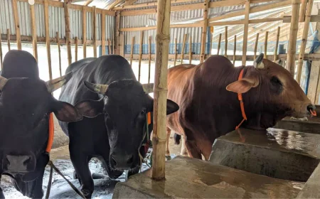 তিন ষাঁড় একসঙ্গে কিনলে ওমরাহ ফ্রি