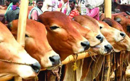 রাজশাহীতে জমতে শুরু করেছে কোরবানির পশুর হাট