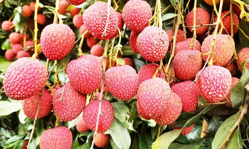 দিনাজপুর শহরের লিচুর বাজার জমে উঠেছে