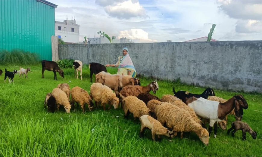 গৃহিণী থেকে সফল খামারি, মাসে আয় লাখ টাকা