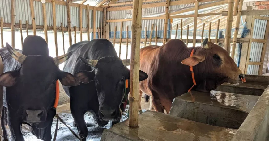 তিন ষাঁড় একসঙ্গে কিনলে ওমরাহ ফ্রি