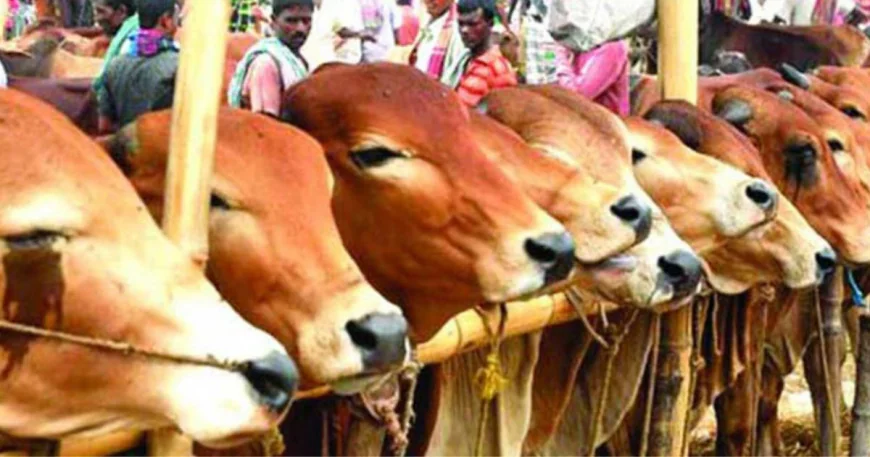 রাজশাহীতে জমতে শুরু করেছে কোরবানির পশুর হাট