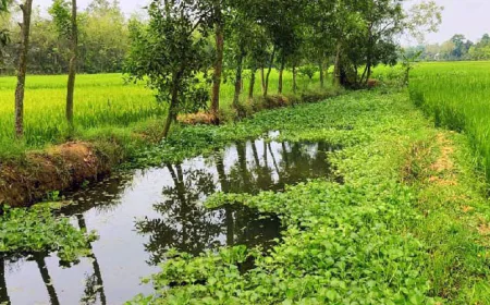 দখলে মৃতপ্রায়, হারিয়ে যাচ্ছে ‘চিংড়ি খাল’