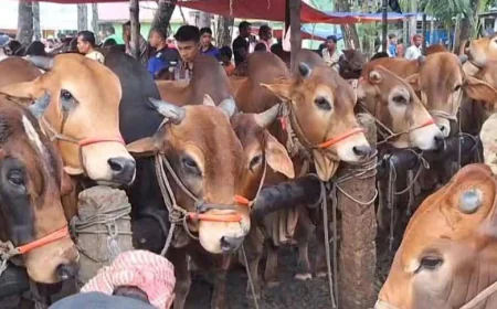 লক্ষ্মীপুরে জমে উঠেছে পশুর হাট, গতবারের চেয়ে দাম কম