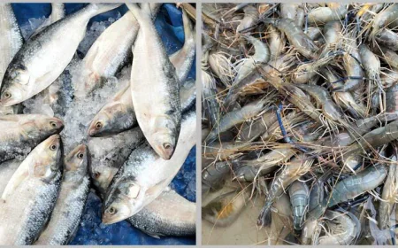 ঈদের আগে পাঁচমিশালি মাছের দাম কমেছে, চড়া রইল চিংড়ি ও ইলিশের দাম