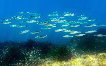 ফ্রান্সে সমুদ্র সংকট নিয়ে জাতিসংঘ সম্মেলনে বিশ্বনেতাদের উপস্থিতি