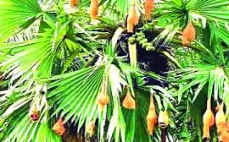 হারিয়ে যাচ্ছে বাবুই পাখির বাসা