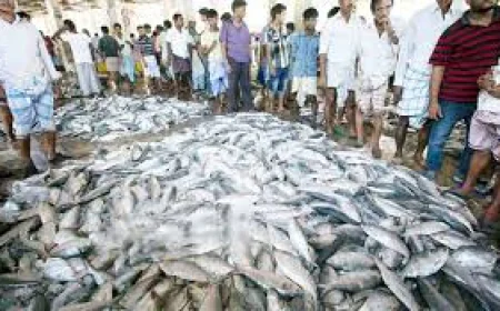 মৌসুমের শুরুতেই পশ্চিমবঙ্গে ধরা পড়লো ঝাঁকে ঝাঁকে ইলিশ