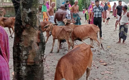 লালমনিরহাটে ছড়িয়ে পড়েছে গরুর লাম্পি স্কিন রোগ, দিশেহারা খামারিরা