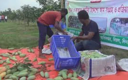 দিনাজপুরের ব্যানানা আম এবার রপ্তানি হচ্ছে ইউরোপে
