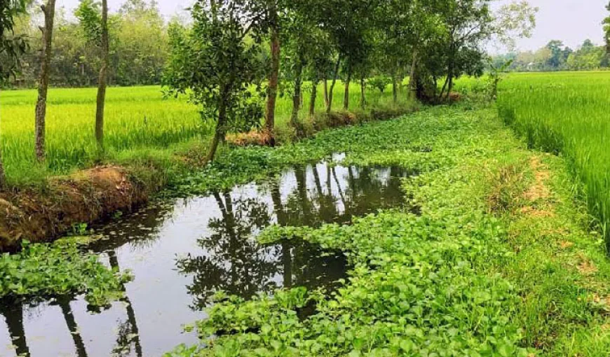 দখলে মৃতপ্রায়, হারিয়ে যাচ্ছে ‘চিংড়ি খাল’