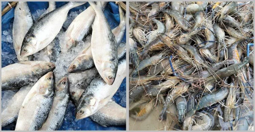 ঈদের আগে পাঁচমিশালি মাছের দাম কমেছে, চড়া রইল চিংড়ি ও ইলিশের দাম