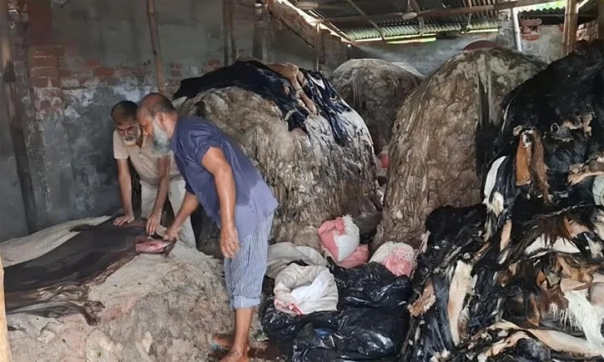 কাঁচা চামড়া সংগ্রহে আড়তদারদের ব্যস্ততা, উপেক্ষিত মৌসুমি ব্যবসায়ীরা