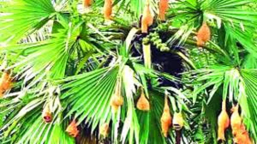 হারিয়ে যাচ্ছে বাবুই পাখির বাসা