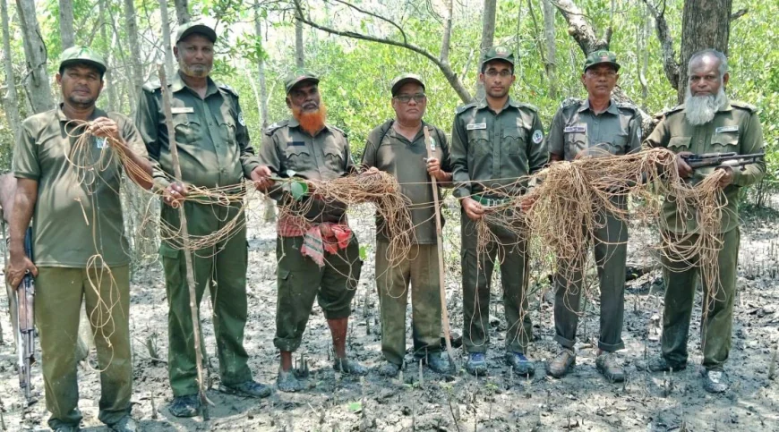 সুন্দরবনে শ্বাসরুদ্ধকর অভিযান : হরিণ শিকারের ফাঁদ জব্দ