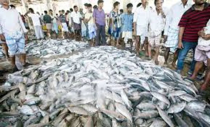 মৌসুমের শুরুতেই পশ্চিমবঙ্গে ধরা পড়লো ঝাঁকে ঝাঁকে ইলিশ