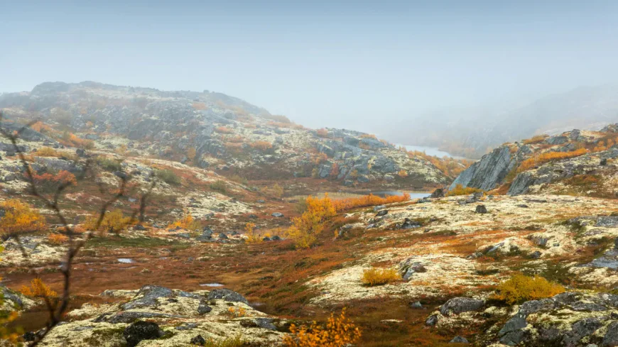 আর্কটিকে জলবায়ু পরিবর্তনের প্রভাবে বাড়ছে পিটল্যান্ড, কার্বন শোষণে সাময়িক আশা