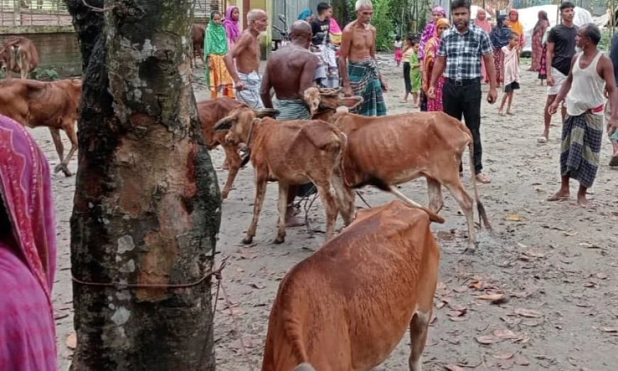 লালমনিরহাটে ছড়িয়ে পড়েছে গরুর লাম্পি স্কিন রোগ, দিশেহারা খামারিরা