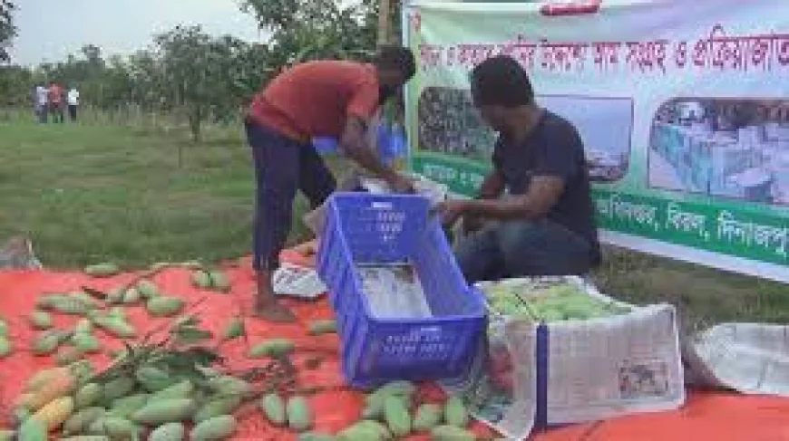 দিনাজপুরের ব্যানানা আম এবার রপ্তানি হচ্ছে ইউরোপে