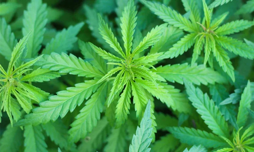 থাইল্যান্ডে গাঁজা বিক্রিতে নতুন বিধিনিষেধের প্রস্তাব