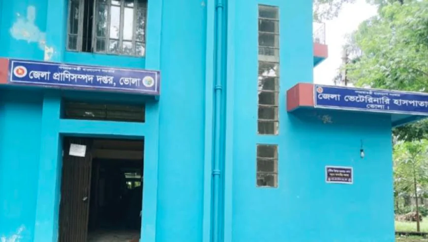 ভোলায় চিকিৎসার অভাবে মরছে গবাদি পশু, জনবল সংকটে প্রাণী সম্পদ দপ্তর