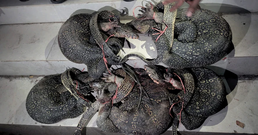 চন্দনাইশে গুইসাপ উদ্ধার, যুবককে জরিমানা