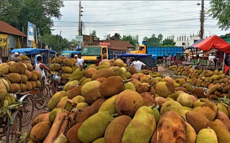 সখীপুরে রমরমা কাঁঠালের বাজার, সপ্তাহে বেচাকেনা অর্ধকোটি টাকা