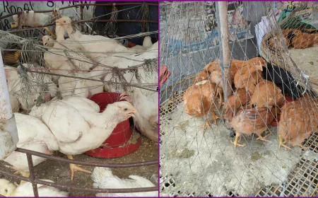 বাজারে ফের বেড়েছে ব্রয়লারের দাম