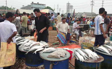 ইলিশের সংকট বাজারে, চড়া দামে পাতে তোলা দায়