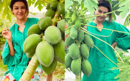 পেঁপের বাগানে জয়া, লিখলেন সুখের কথা