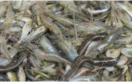 বর্ষায় রূপগঞ্জের হাটে বাজারে দেশি মাছ