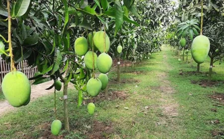 উচ্চ ঘনত্বে আমচাষে ফলন ও আয় বাড়ছে