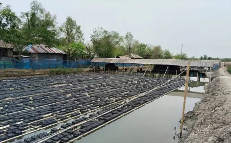 বিশ্ববাজার মাতাচ্ছে সাতক্ষীরার সফটশেল কাঁকড়া