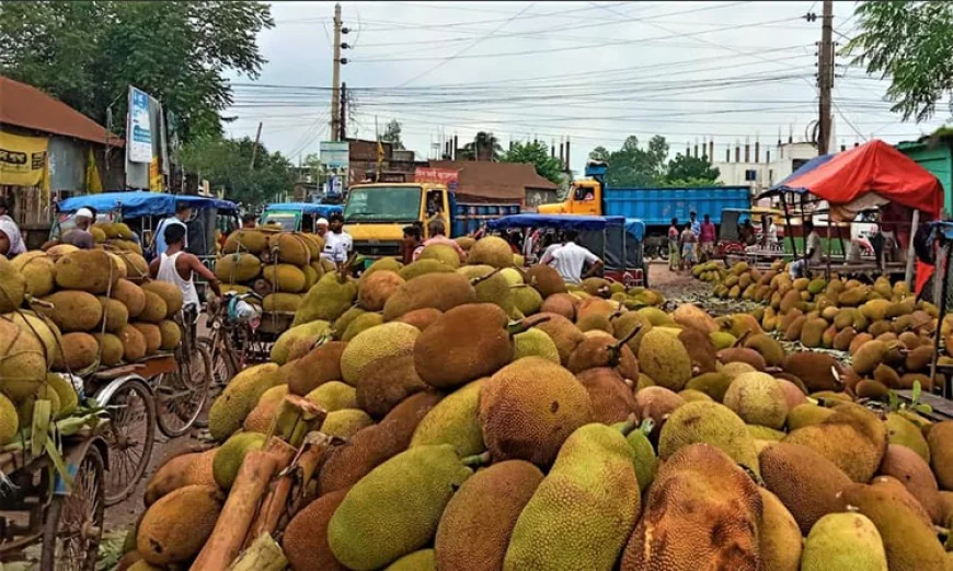 সখীপুরে রমরমা কাঁঠালের বাজার, সপ্তাহে বেচাকেনা অর্ধকোটি টাকা