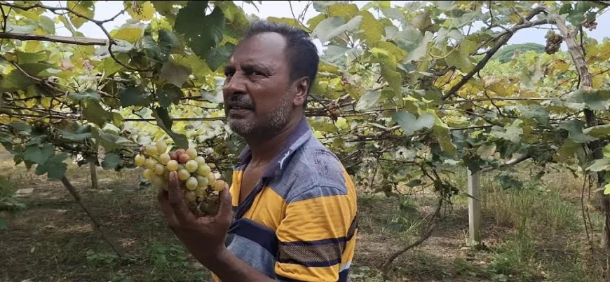 মাগুরায় প্রথমবারের মতো আঙ্গুর চাষে সফল জামাল মণ্ডল