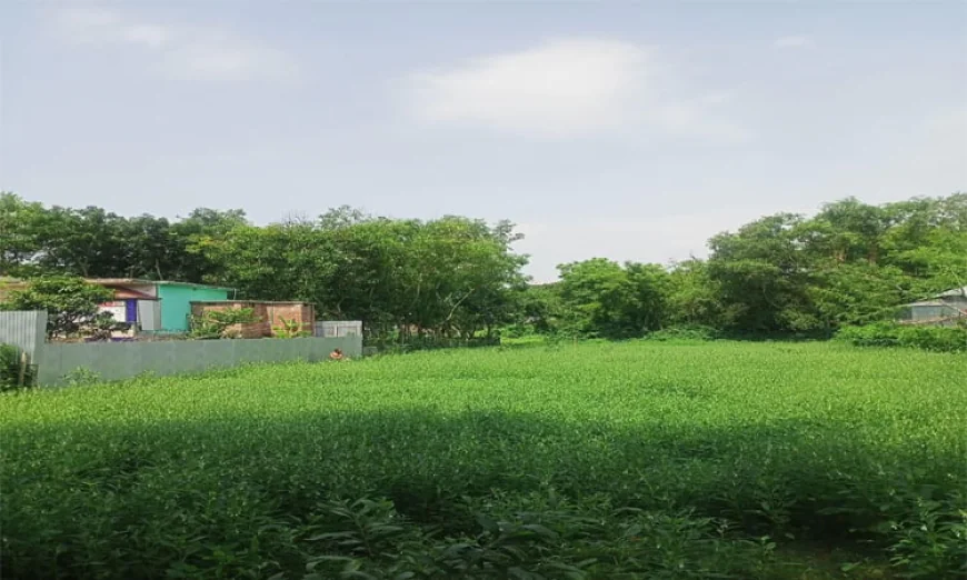 মানিকগঞ্জের সাত উপজেলায় চলছে তিল কাটার উৎসব