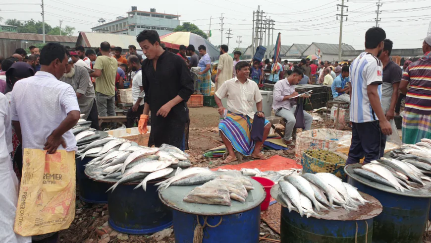 ইলিশের সংকট বাজারে, চড়া দামে পাতে তোলা দায়