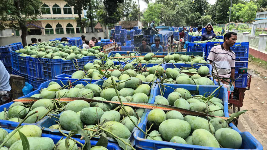 আমের বাণিজ্যিক রাজধানী সাপাহারে হবে ‘ম্যাংগো ফেস্টিভ্যাল’