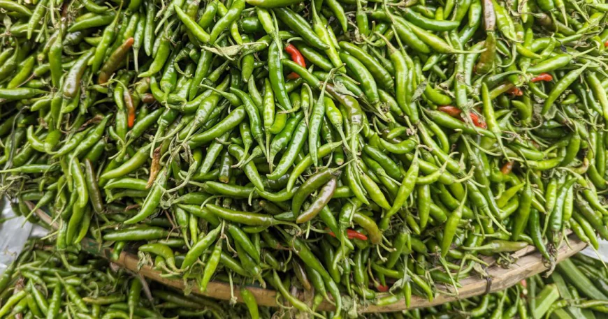 টানা বৃষ্টি আর কম সরবরাহে কাঁচা মরিচের দাম চড়া