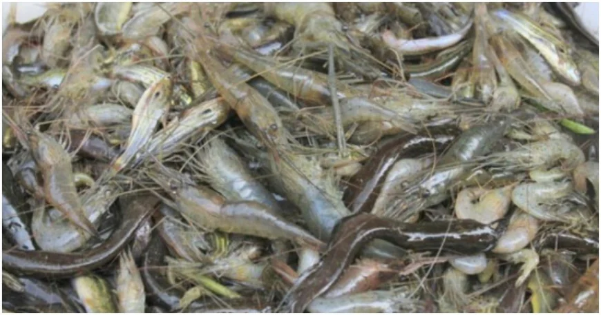 বর্ষায় রূপগঞ্জের হাটে বাজারে দেশি মাছ