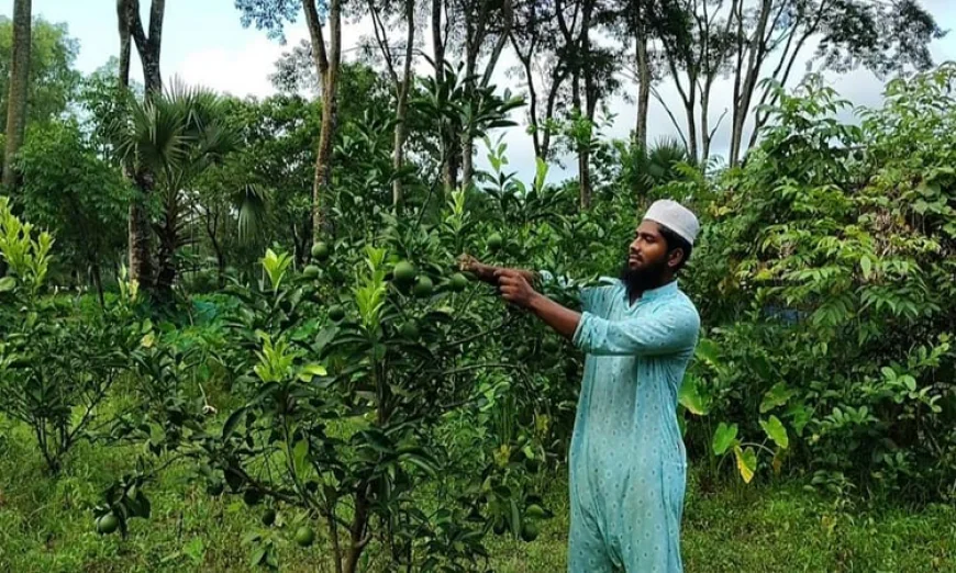বাউফলে দেশি জাতের মালটার ব্যাপক ফলন