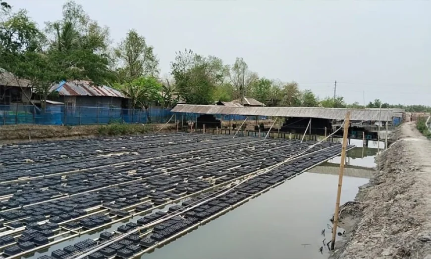 বিশ্ববাজার মাতাচ্ছে সাতক্ষীরার সফটশেল কাঁকড়া