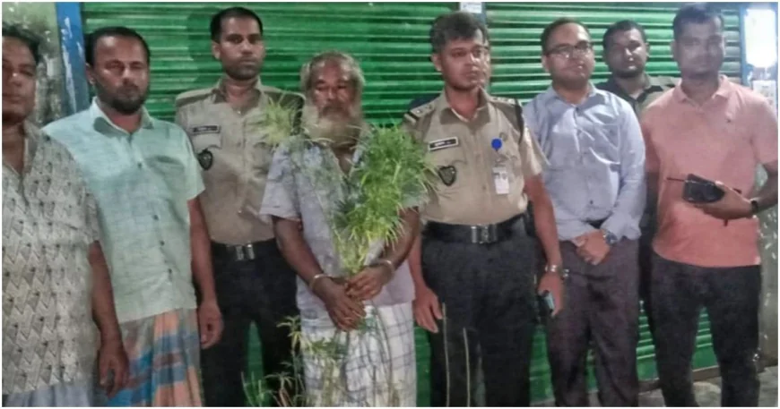 কুমিল্লায় সবজিখেতে গাঁজা চাষ, গ্রেপ্তার চাষি