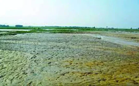 সুনামগঞ্জ হাওরে পানির অভাবে কৃষি ও মৎস্য সংকটে