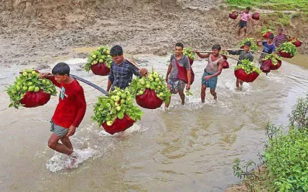 চন্দনাইশ-পটিয়ার ‘কাঞ্চন পেয়ারা’: মৌসুমে বিক্রিতে ৬ কোটি টাকার রেকর্ড