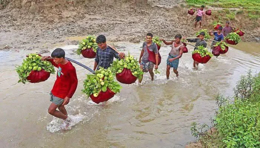 চন্দনাইশ-পটিয়ার ‘কাঞ্চন পেয়ারা’: মৌসুমে বিক্রিতে ৬ কোটি টাকার রেকর্ড